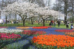 Ko tulipani cvetijo na Nizozemskem6