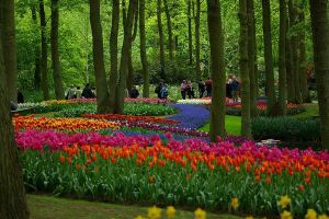 Ko tulipani cvetijo na Nizozemskem7
