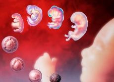 времето за имплантиране на ембриона