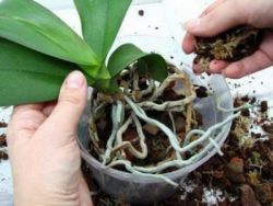 čas transplantace orchideje