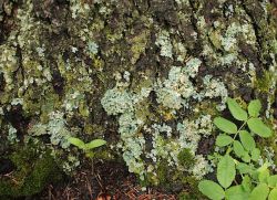 kde rostou lichenovité