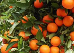 v zemích, kde rostou mandarinky