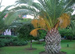 Datumi rastejo na palmi