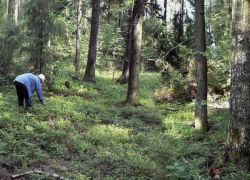 borovnica gdje raste u Rusiji