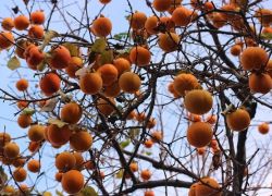 gdzie rośnie persimmon w Rosji