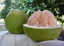 pomelo, където расте и когато зрее