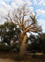 къде расте баобабското дърво