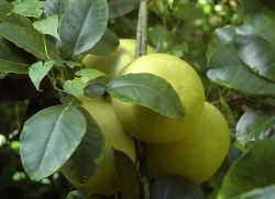 na którym rośnie drzewo pomelo