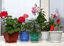 биљке које се не могу држати код куће