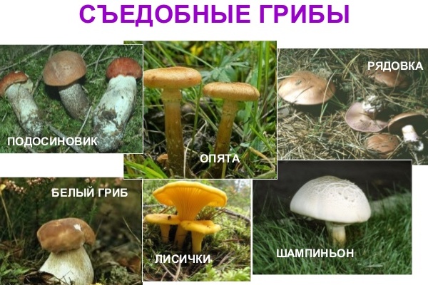 опис беле печурке за децу 4
