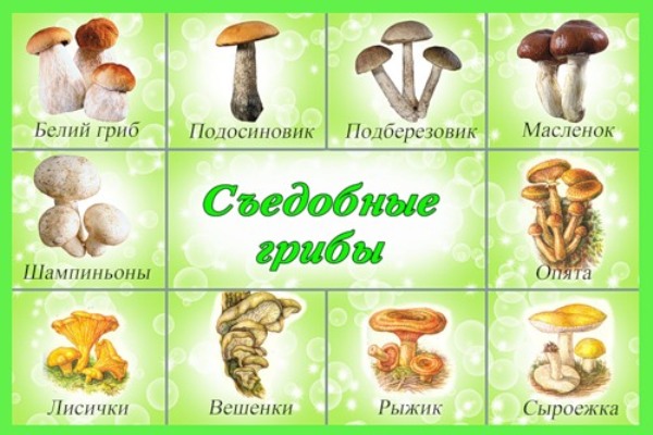 popis bílé houby pro děti 5