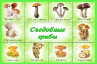 опис беле печурке за децу 6