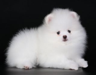 бял Pomeranian Spitz