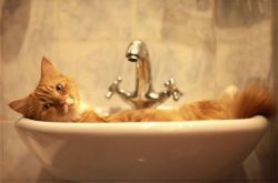 защо котките се страхуват от водата