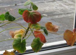 crveno lišće u geraniumima