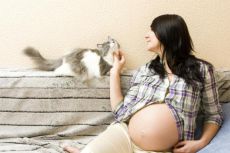 защо бременните жени не могат да железни котки