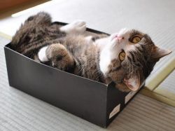 Zakaj mačke ljubijo škatle1