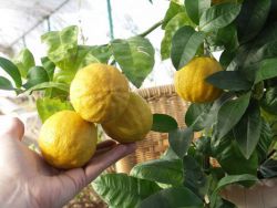 zakaj limone prepušča listov