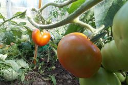 dlaczego pomidory w szklarni źle się rumienią