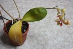 proč orchidej změní na žlutou barvu