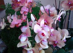 zvlněné pupeny v orchidejích