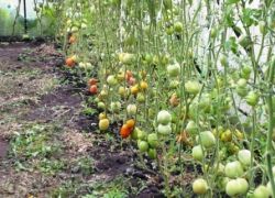 защо доматите се напукват в оранжерията
