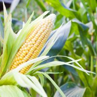 шта је кукуруз из кукуруза