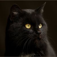 да мечтаят за черна котка