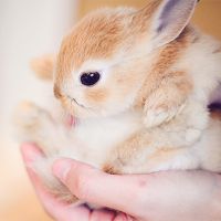 защо мечтаеш малко зайци