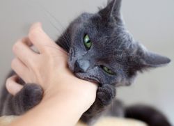 Proč kočka kousne při žehlení?