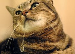 Dlaczego koty ślinią się?