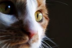 zánět oka u koček