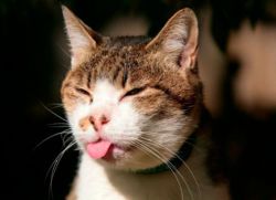 Zakaj mačka diši od ust?