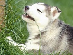 Zašto pas jede travu1