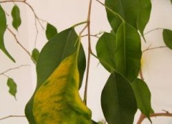 ficus obarva rumeno in jesensko listje