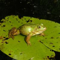 какво прави жабата хапка