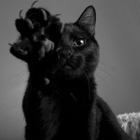 sní o černé kočce
