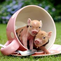о чему сањају мале свиње