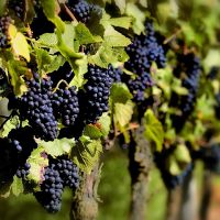 dlaczego marzy o zbieraniu winogron