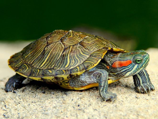 почему не ест красноухая черепаха