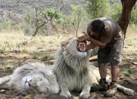 Общение со львом