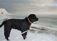Zimske odijele za pse1