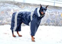 Zimske odijele za pse2
