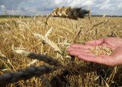 sorte zimske pšenice