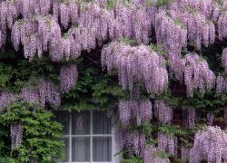 wisteria květinové výsadby a péče