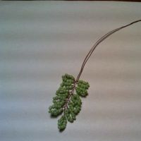 wisteria korálek 13