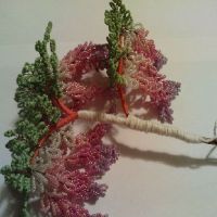 wisteria drzewo koralowe 20