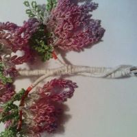 wisteria drzewo koralowe 22