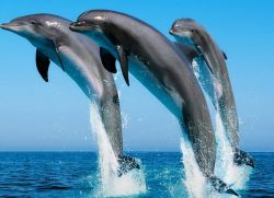 Světový den velryb a delfínů1