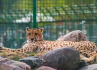Yaroslavl Zoo fotografija 4